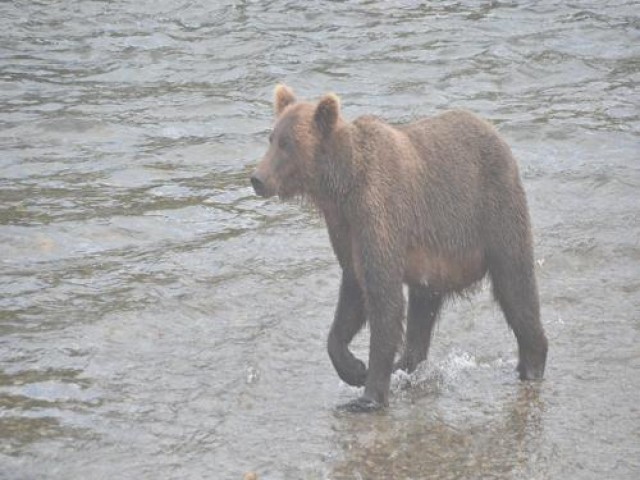 브롬프톤의 편안한 파트너: 브룩스 그립