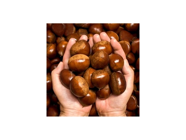 공주알밤생막걸리 추천: 소비자가 선택한 재구매율 1위 아이템