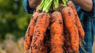 무농약당근20kg 추천: 사용자 만족도 100% 제품 리스트