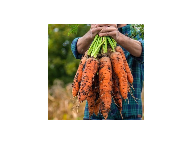 무농약당근20kg 추천: 사용자 만족도 100% 제품 리스트