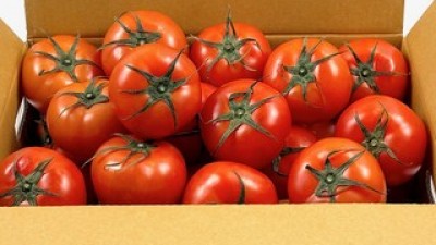 특등품다이어트토마토 내돈내산 솔직 사용후기