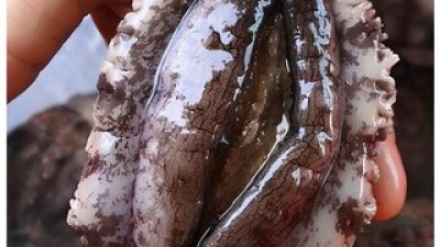 전복찜요들네이쳐 가이드 정보 공유