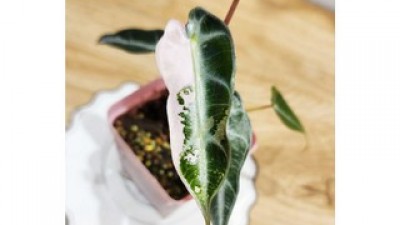 알로카시아밤비노 추천 트렌드세터들이 선택한 인기템
